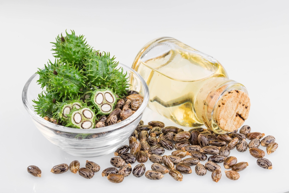 castor_oil_seeds_with_bottle_of_castor_oil_f35g45rgf45h_merseh.webp