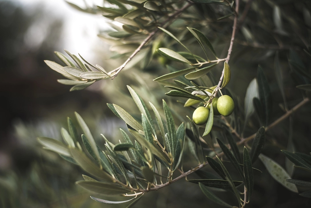 olive-tree.webp