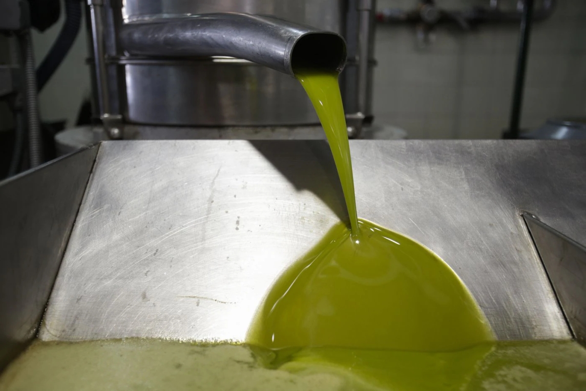 olive_oil_production_industry_merseh.webp