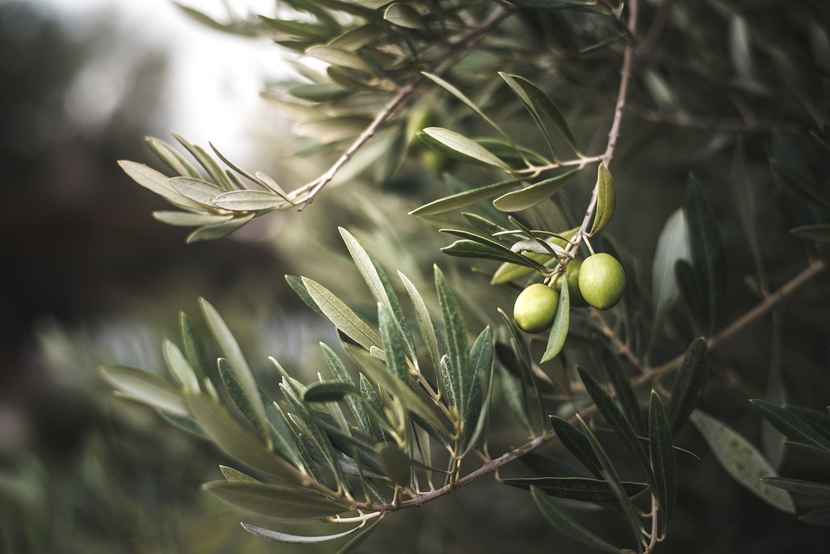 olive-tree.jpg